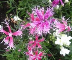 dianthus-superba-spooky-mixed